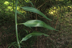 Solanum amygdalifolium