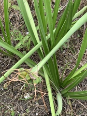 Hymenocallis liriosme