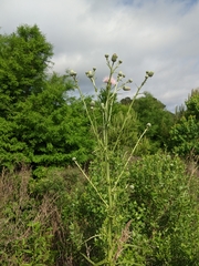 Cirsium nuttalii image