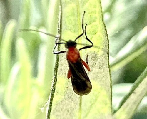 iNaturalist observation photo of Braconid Wasps