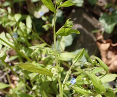 Memoremea scorpioides