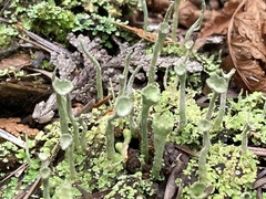 Cladonia deformis