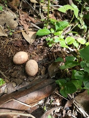 Nyctidromus albicollis