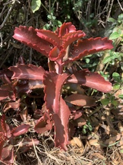 Kalanchoe sexangularis sexangularis