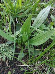 Plantago lanceolata