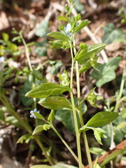 Memoremea scorpioides