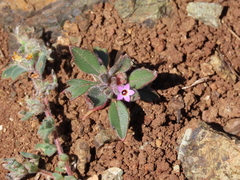 Collomia diversifolia