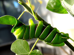 Rothschildia cinctus cinctus