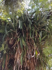 Bromeliaceae