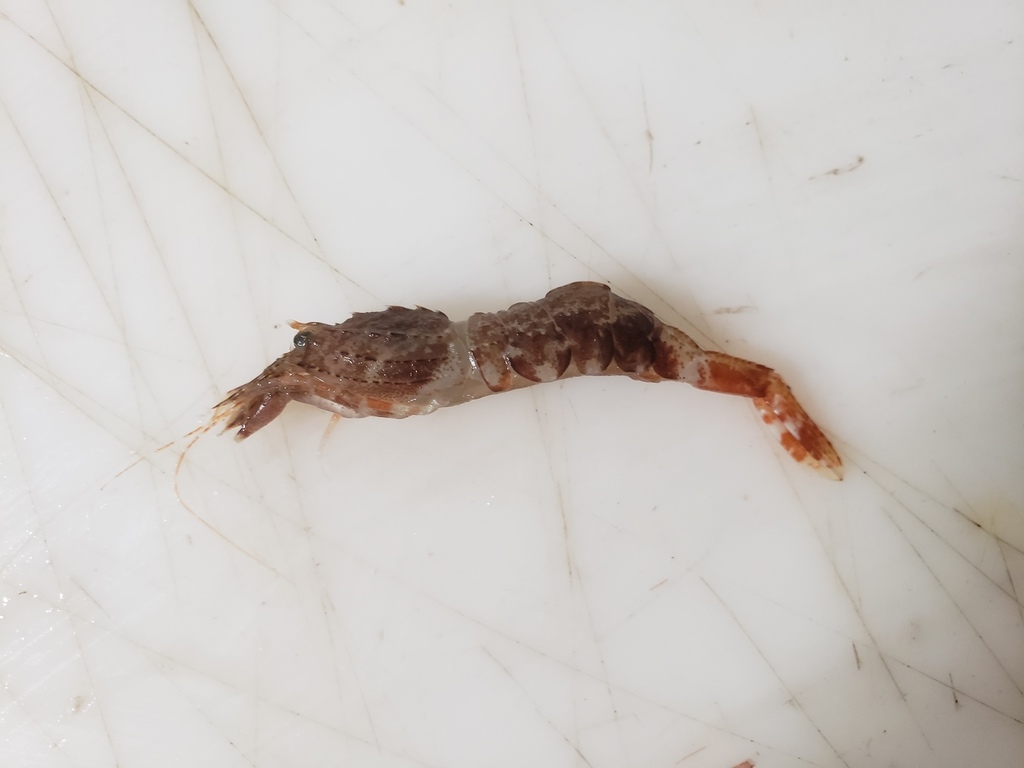Sars Shrimp