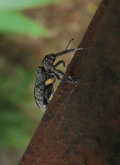 Isacantha rhinotioides