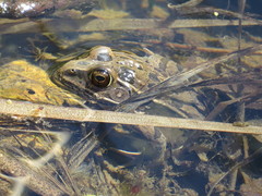 Lithobates blairi