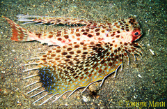Dactyloptena orientalis