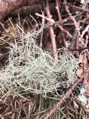 Usnea barbata