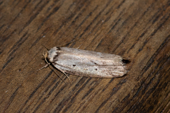 Philobota thiocrossa