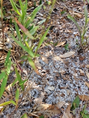 Dichanthelium boscii