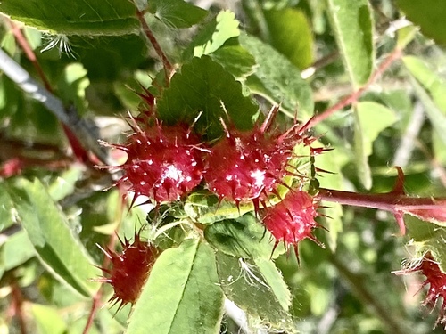 iNaturalist observation photo of Spiny Leaf Gall Wasp