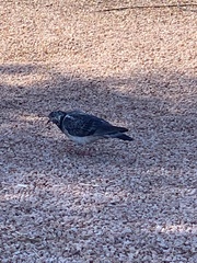 Columba livia domestica