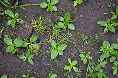 Plantago major