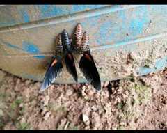 Hades noctula