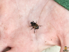 Onthophagus vacca