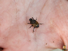 Onthophagus vacca