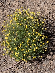 Oncosiphon pilulifer