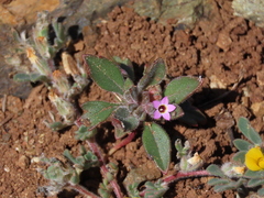 Collomia diversifolia