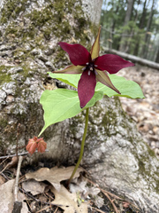 Trillium erectum