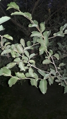 Ruprechtia apetala