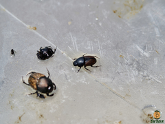 Colobopterus erraticus