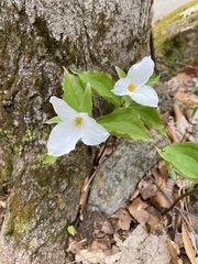 Trillium grandiflorum