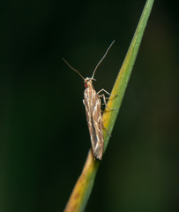 Pyroderces argyrogrammos