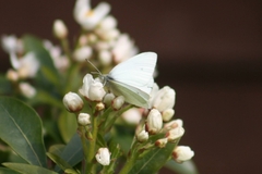 Pieris rapae