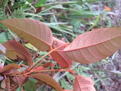 Vismia guianensis