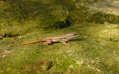 Sceloporus variabilis olloporus