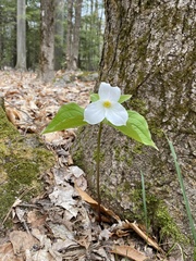 Trillium grandiflorum