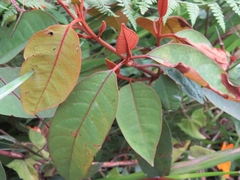 Vismia guianensis