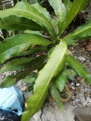 Mangifera indica