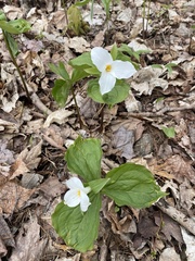 Trillium grandiflorum