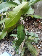 Mangifera indica