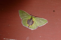 Synchlora astraeoides