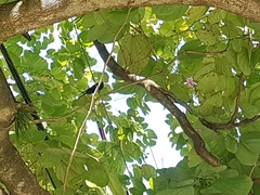 Eupetomena macroura