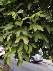 Melicoccus bijugatus