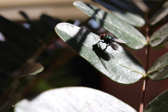 Calliphoridae