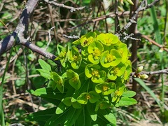 Euphorbia condylocarpa