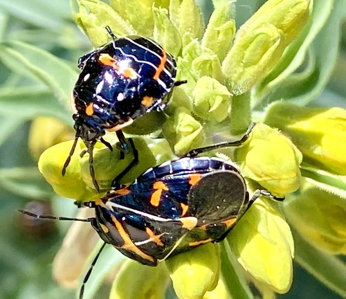 iNaturalist observation photo of Harlequin Bug