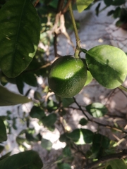 Citrus × aurantiifolia