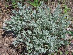 Galatella pontica