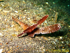 Solenostomus cyanopterus